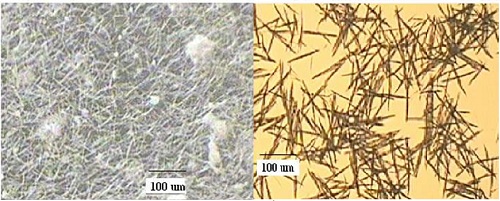 Nitech 管式連續結晶降低原料藥含水量